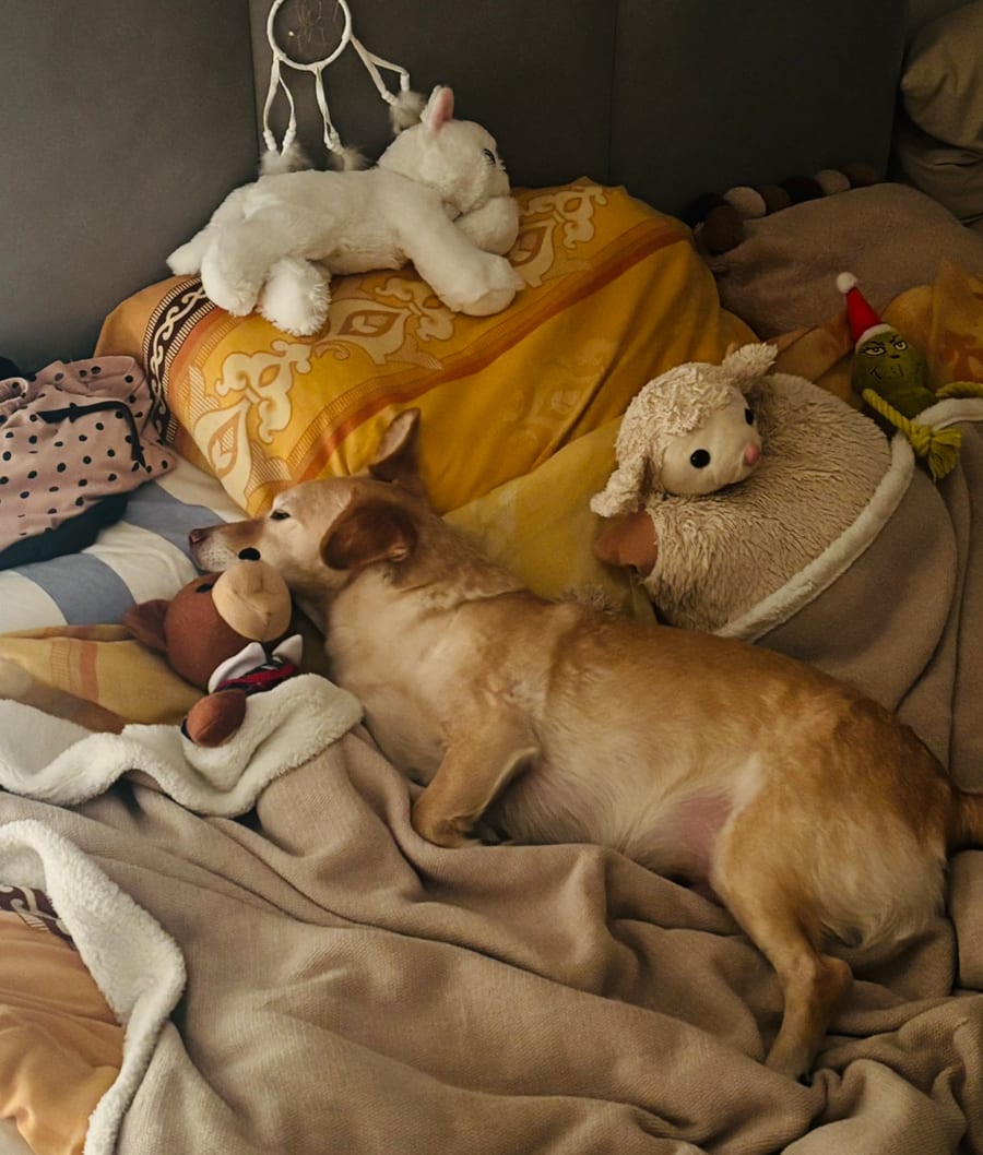 Jake, pies autora, leżący na łóżku